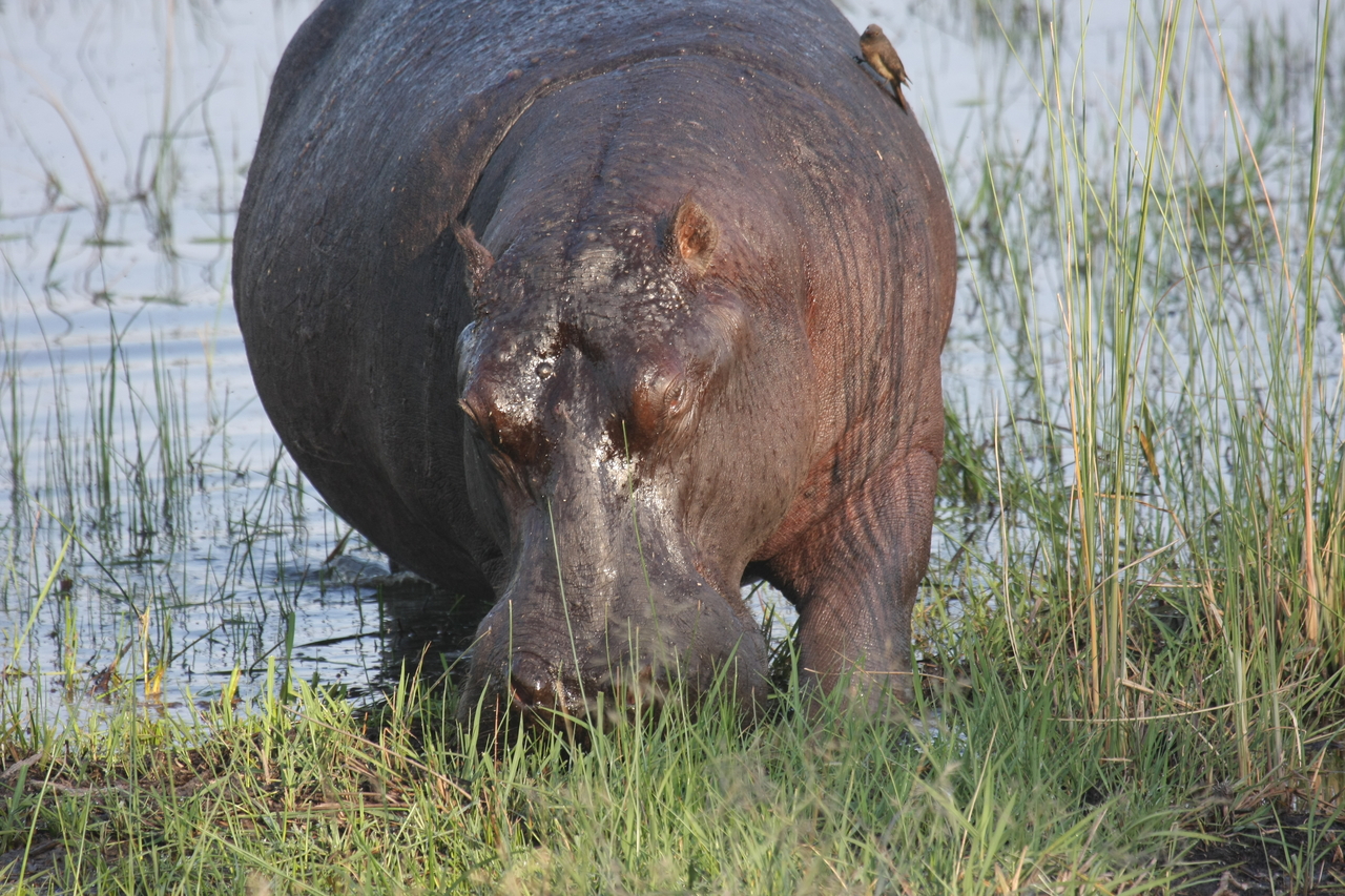 [27661] 2016_07_02_02_48_00_Africa_Canon_EOS_40D_IMG__00228.jpg