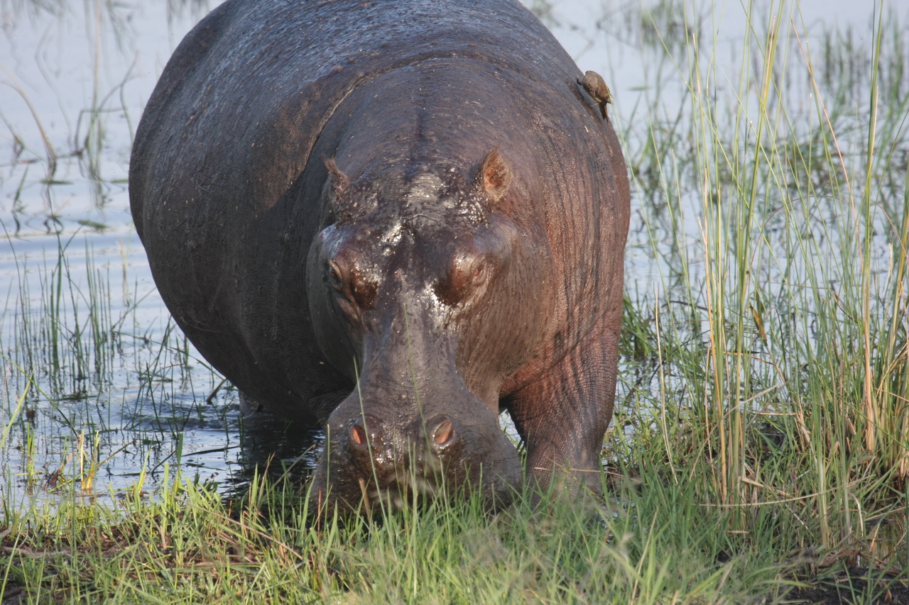 [27664] 2016_07_02_02_48_00_Africa_Canon_EOS_40D_IMG__04772.jpg