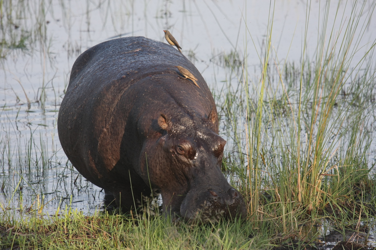 [27668] 2016_07_02_02_48_03_Africa_Canon_EOS_40D_IMG__00231.jpg