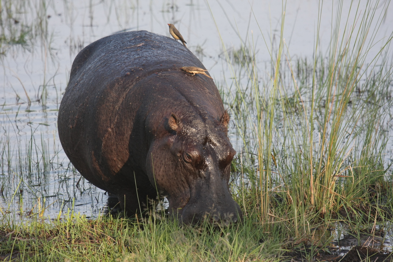 [27673] 2016_07_02_02_48_03_Africa_Canon_EOS_40D_IMG__12220.jpg