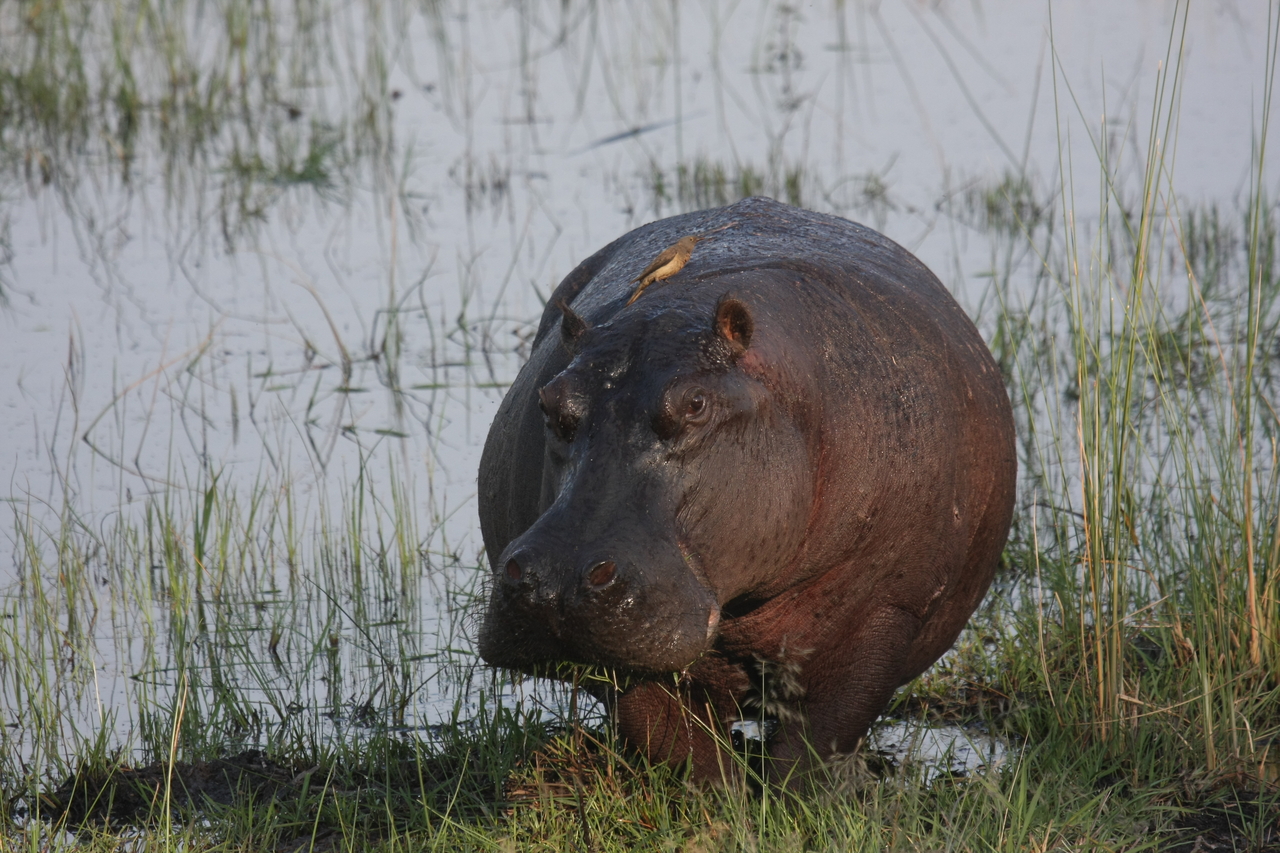 [27691] 2016_07_02_02_48_35_Africa_Canon_EOS_40D_IMG__04781.jpg