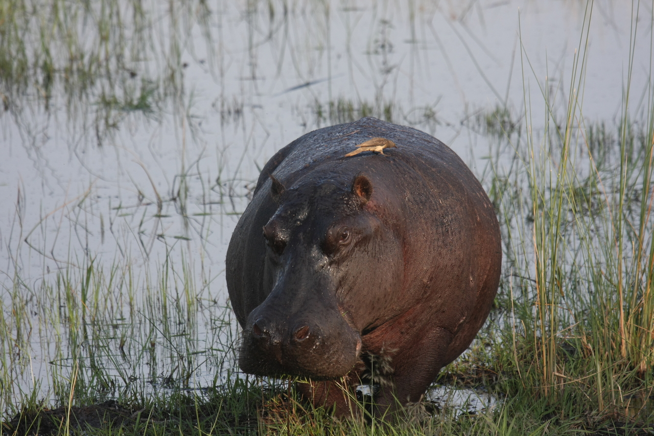 [27693] 2016_07_02_02_48_35_Africa_Canon_EOS_40D_IMG__04783.jpg