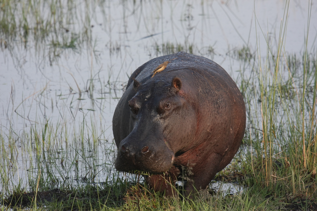 [27695] 2016_07_02_02_48_35_Africa_Canon_EOS_40D_IMG__12229.jpg