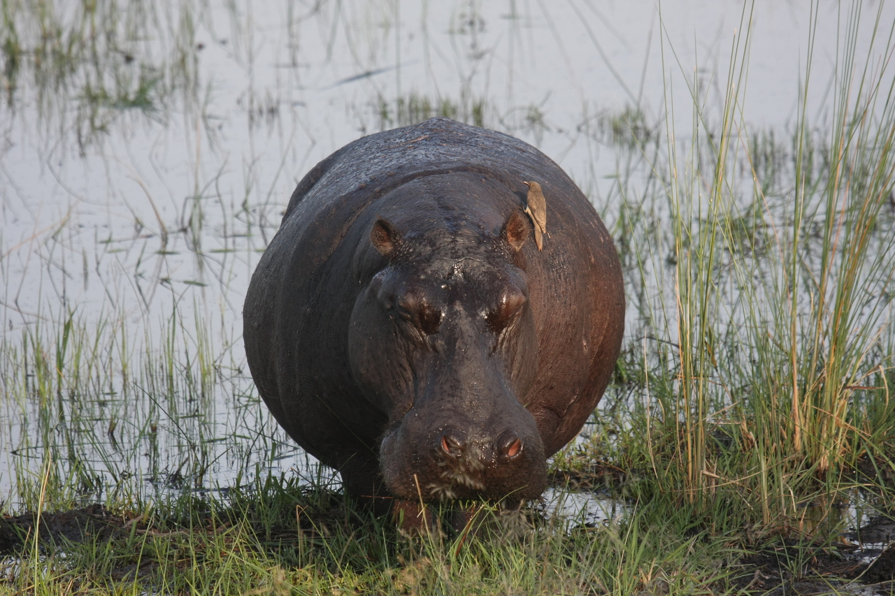 [27698] 2016_07_02_02_48_38_Africa_Canon_EOS_40D_IMG__00242.jpg