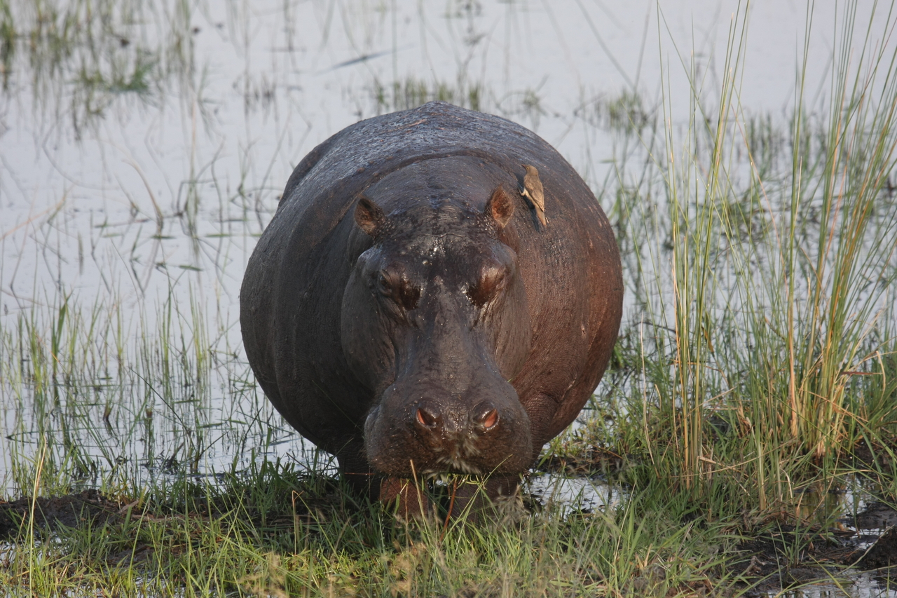 [27700] 2016_07_02_02_48_38_Africa_Canon_EOS_40D_IMG__04784.jpg