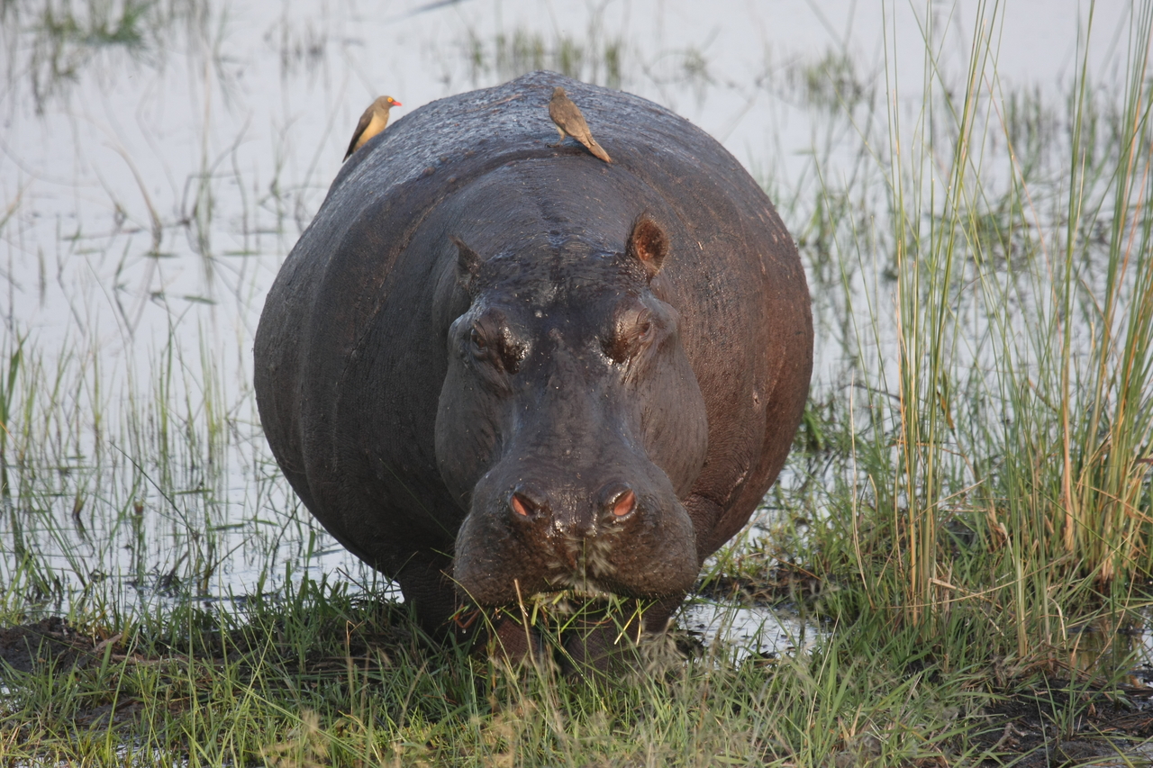 [27723] 2016_07_02_02_48_48_Africa_Canon_EOS_40D_IMG__04794.jpg