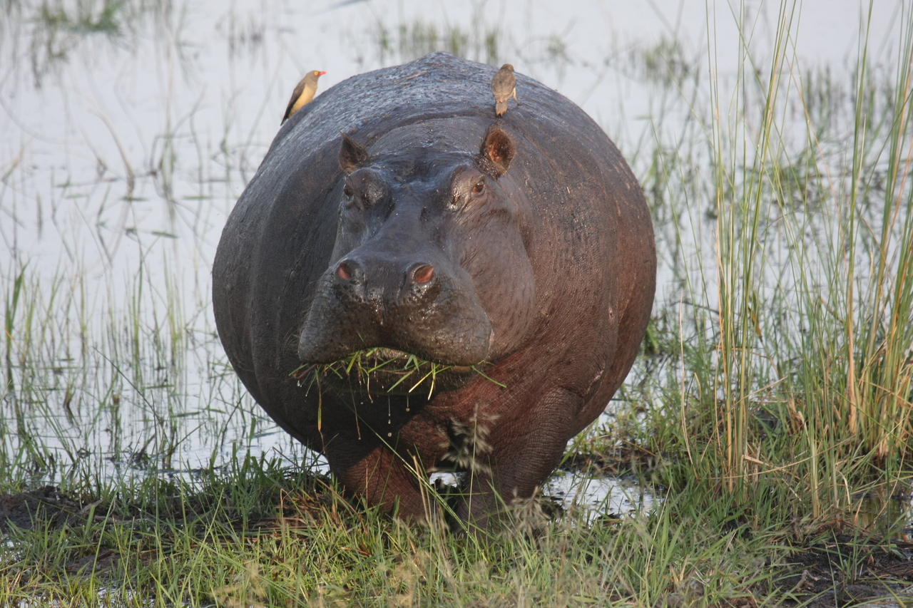 [27731] 2016_07_02_02_48_49_Africa_Canon_EOS_40D_IMG__04796.jpg