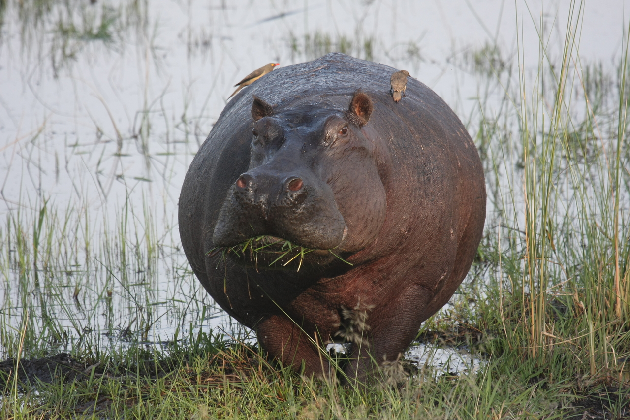 [27736] 2016_07_02_02_48_50_Africa_Canon_EOS_40D_IMG__00256.jpg