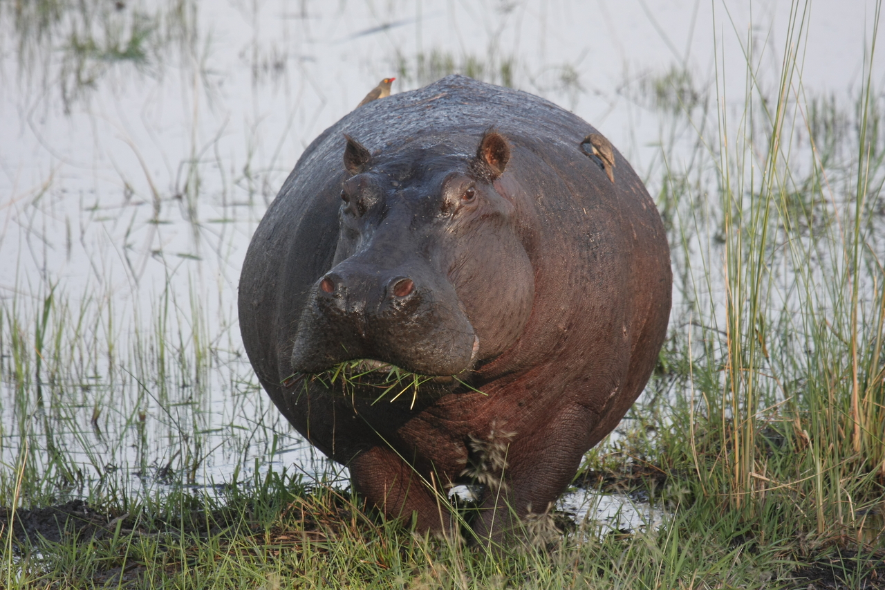 [27748] 2016_07_02_02_48_52_Africa_Canon_EOS_40D_IMG__04802.jpg