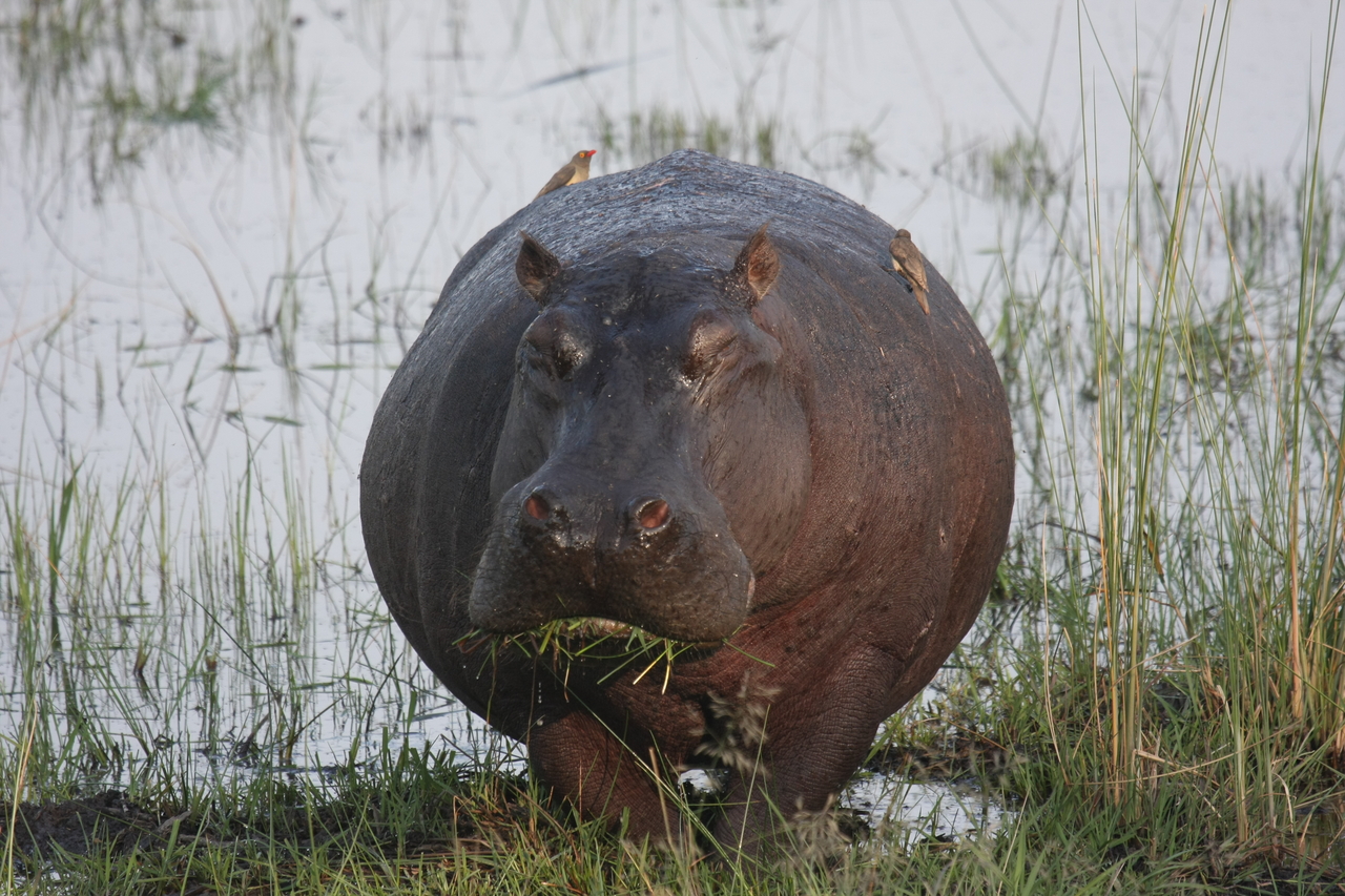 [27750] 2016_07_02_02_48_52_Africa_Canon_EOS_40D_IMG__04804.jpg