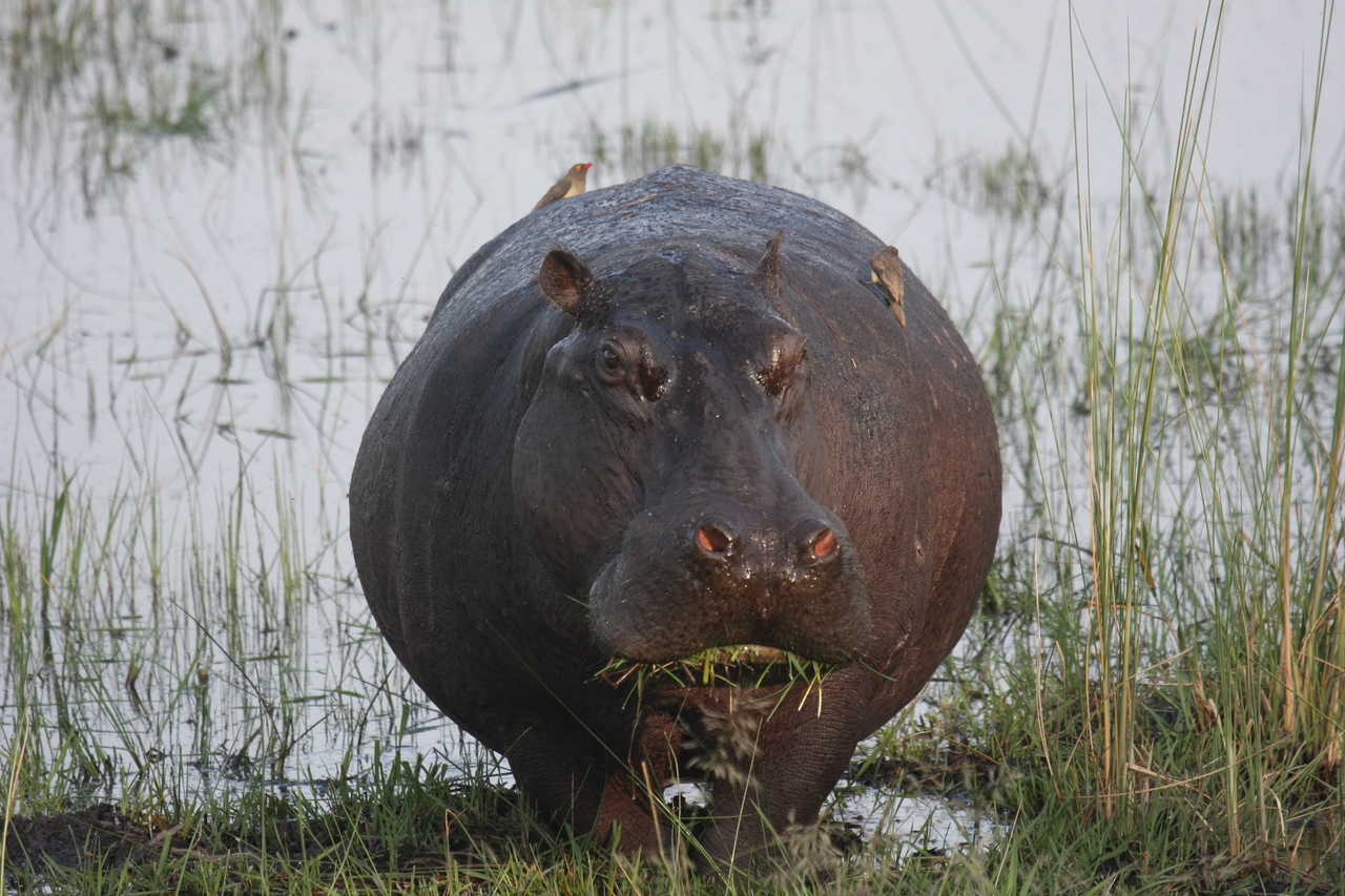 [27757] 2016_07_02_02_48_53_Africa_Canon_EOS_40D_IMG__04805.jpg