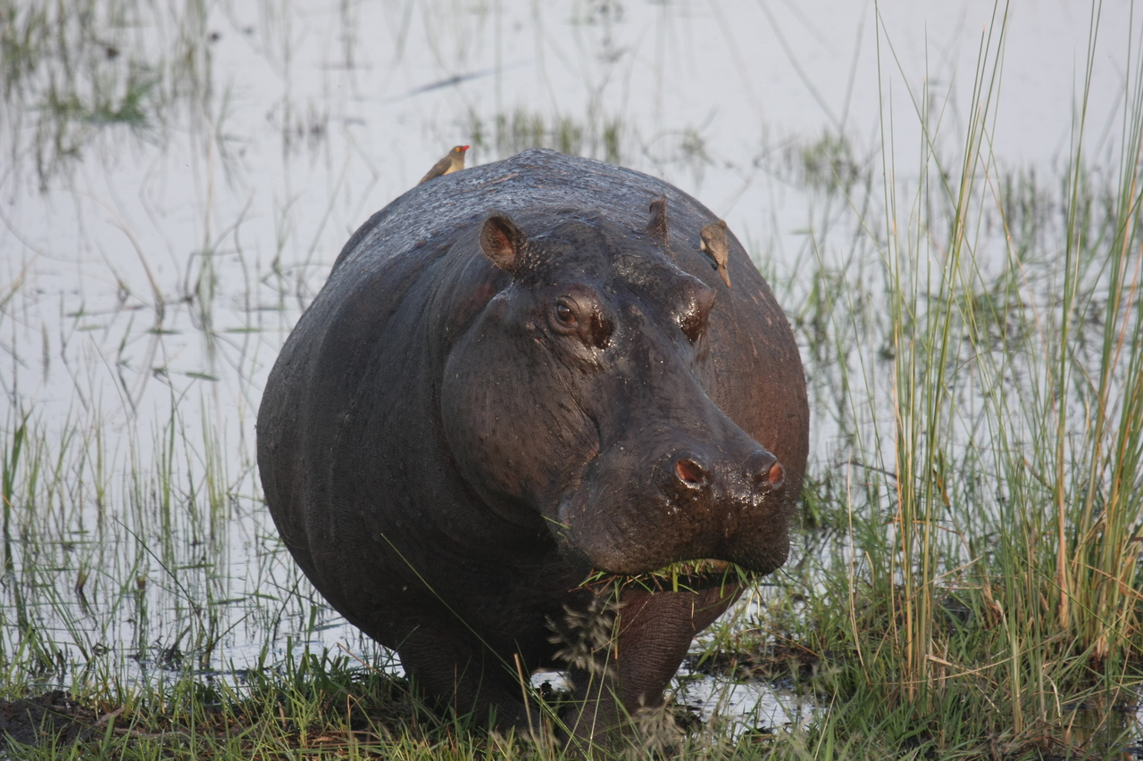 [27758] 2016_07_02_02_48_53_Africa_Canon_EOS_40D_IMG__04806.jpg