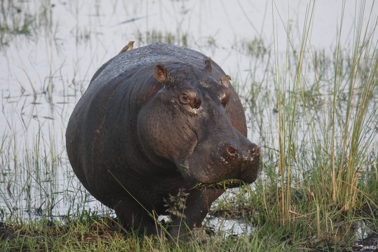 [27759] 2016_07_02_02_48_53_Africa_Canon_EOS_40D_IMG__04807.jpg