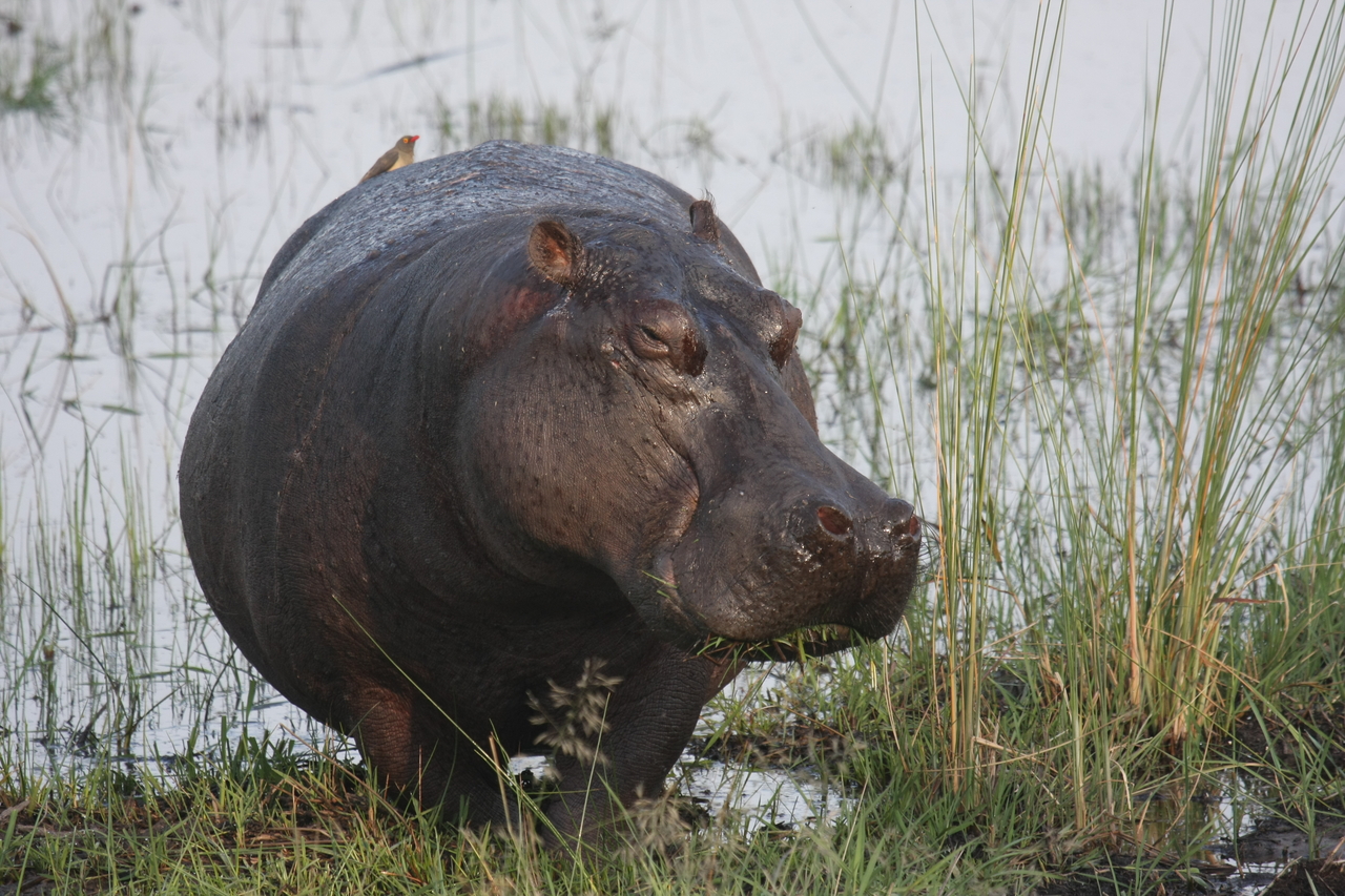 [27763] 2016_07_02_02_48_54_Africa_Canon_EOS_40D_IMG__00265.jpg