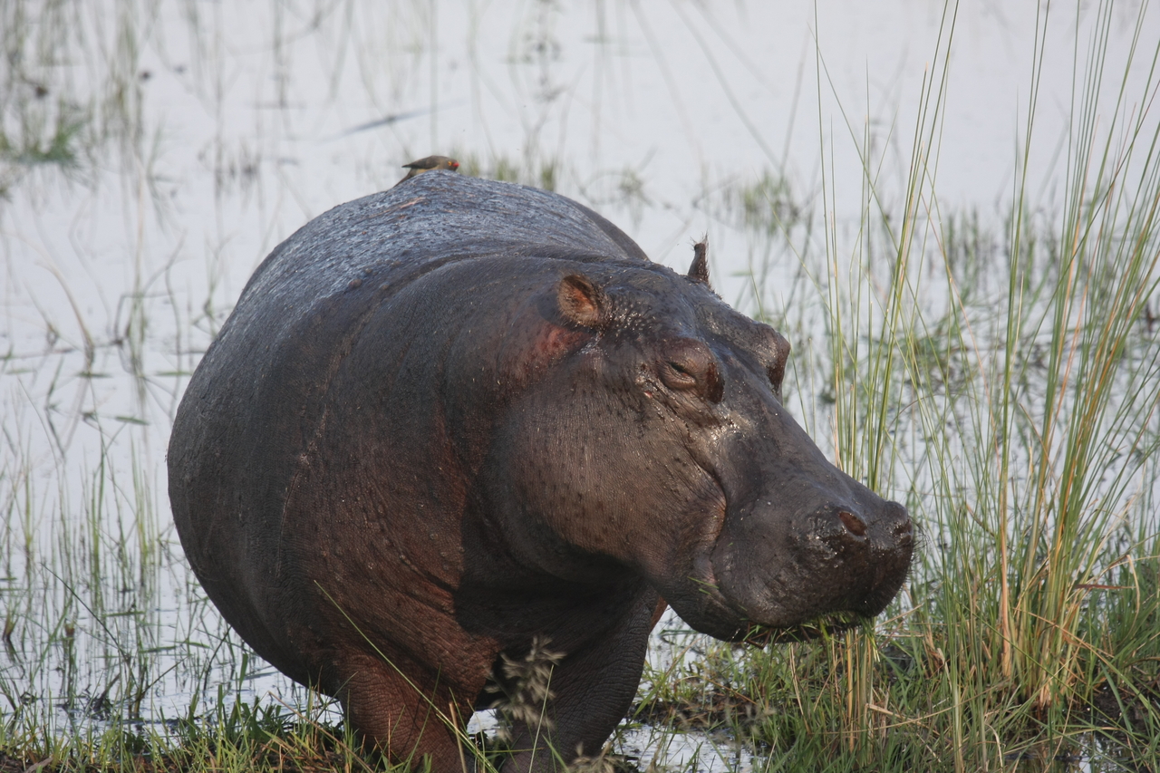 [27772] 2016_07_02_02_48_56_Africa_Canon_EOS_40D_IMG__00269.jpg