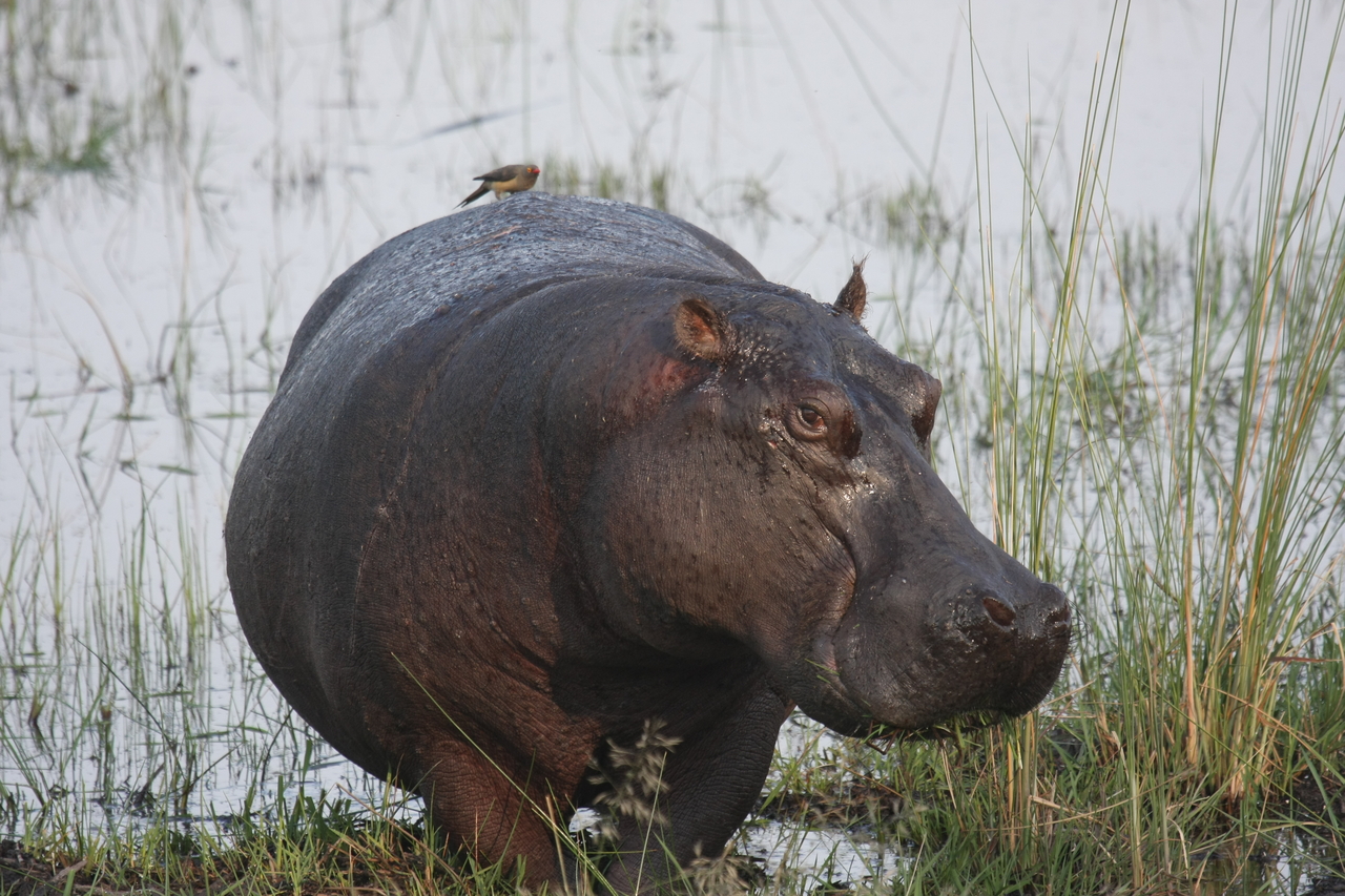 [27773] 2016_07_02_02_48_56_Africa_Canon_EOS_40D_IMG__00270.jpg