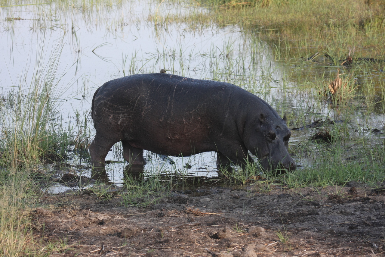 [27795] 2016_07_02_02_49_22_Africa_Canon_EOS_40D_IMG__12266.jpg