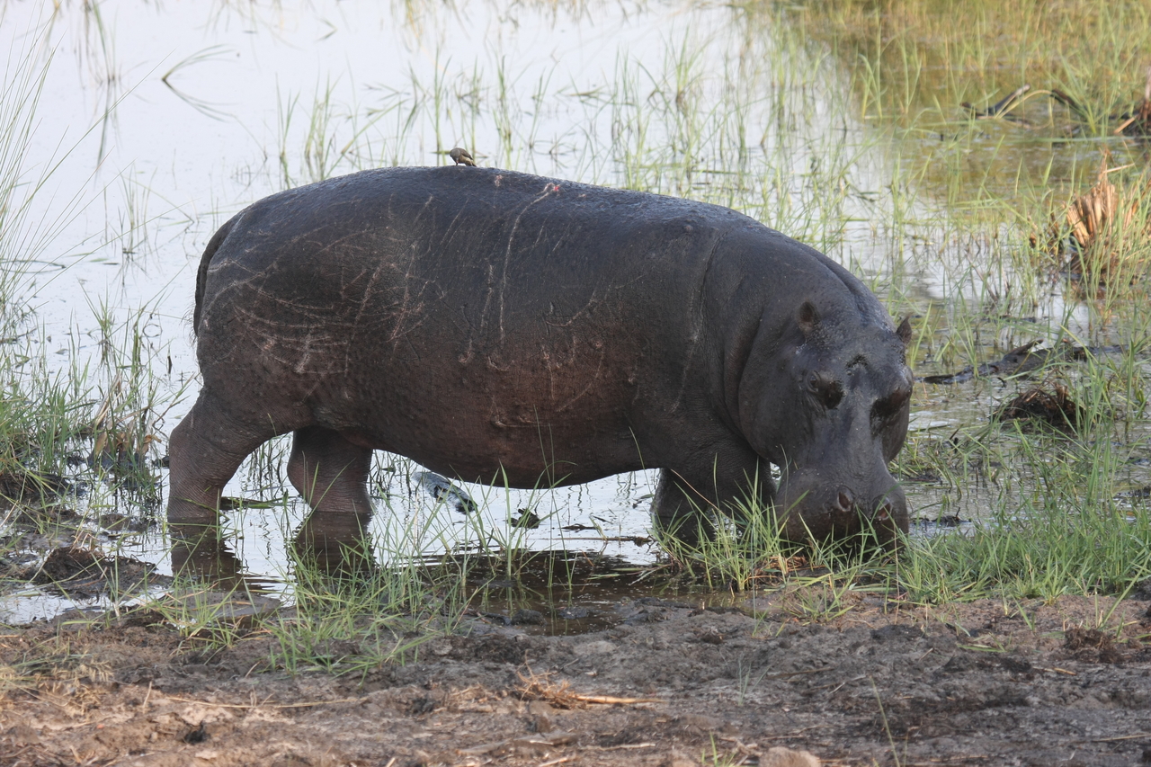 [27801] 2016_07_02_02_49_24_Africa_Canon_EOS_40D_IMG__12269.jpg