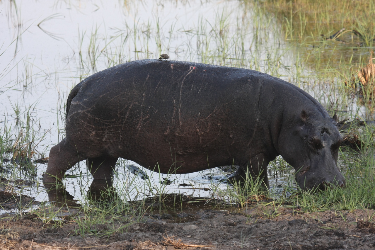 [27808] 2016_07_02_02_49_28_Africa_Canon_EOS_40D_IMG__00282.jpg