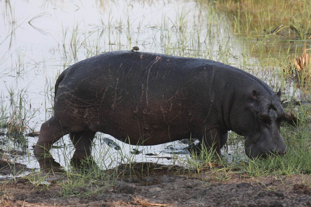 [27812] 2016_07_02_02_49_28_Africa_Canon_EOS_40D_IMG__04826.jpg