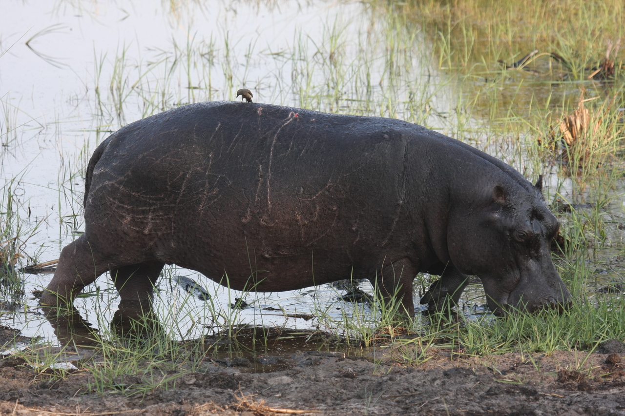 [27822] 2016_07_02_02_49_29_Africa_Canon_EOS_40D_IMG__12276.jpg