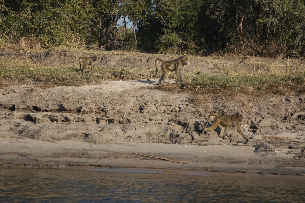 [28267] 2016_07_02_10_27_49_Africa_Canon_EOS_40D_IMG__04610.jpg