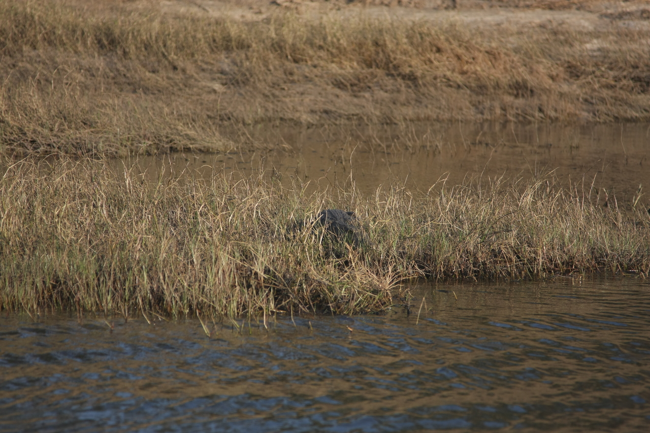 [28321] 2016_07_02_10_32_46_Africa_Canon_EOS_40D_IMG__04630.jpg