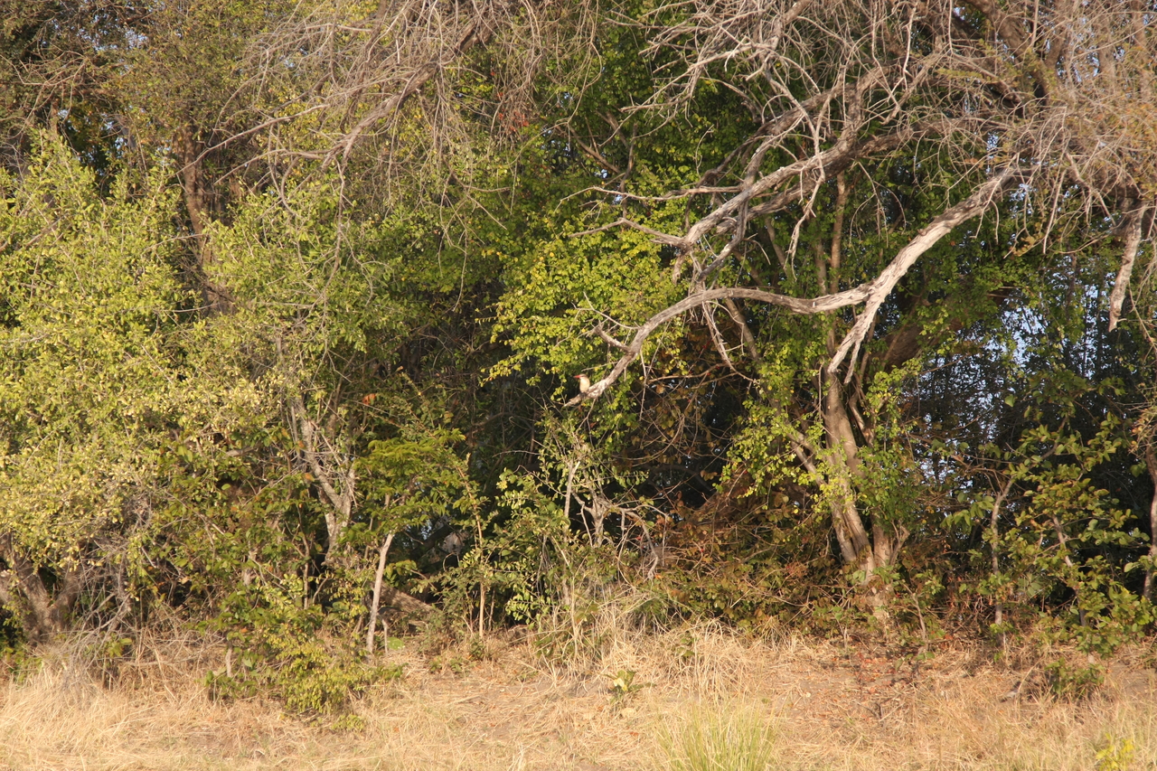 [28386] 2016_07_02_10_56_13_Africa_Canon_EOS_40D_IMG__00109.jpg