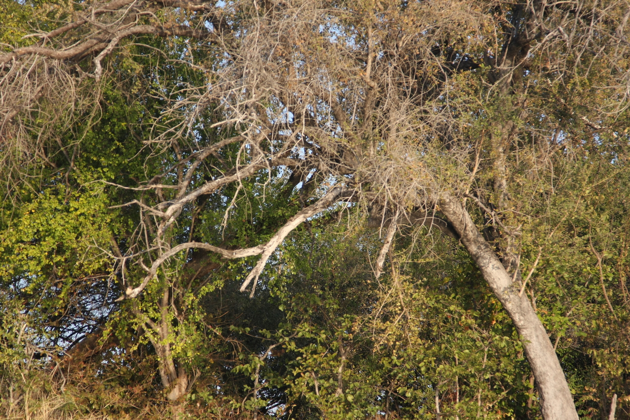 [28394] 2016_07_02_10_56_34_Africa_Canon_EOS_40D_IMG__12101.jpg