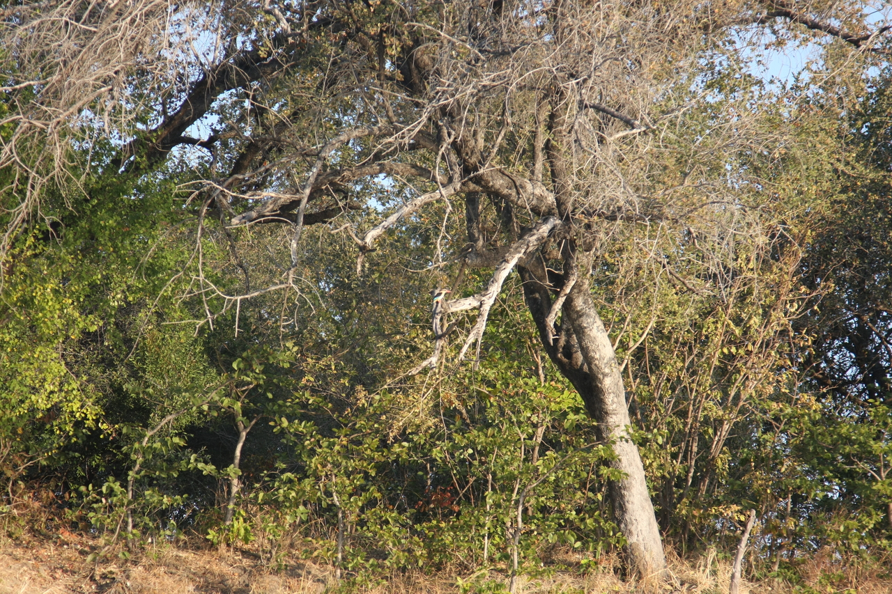 [28415] 2016_07_02_10_57_53_Africa_Canon_EOS_40D_IMG__04663.jpg