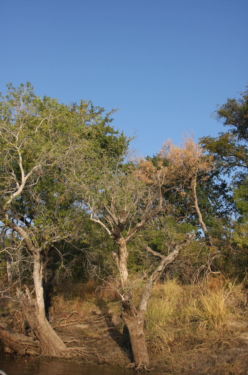 [28430] 2016_07_02_11_00_08_Africa_Canon_EOS_40D_IMG__12116.jpg