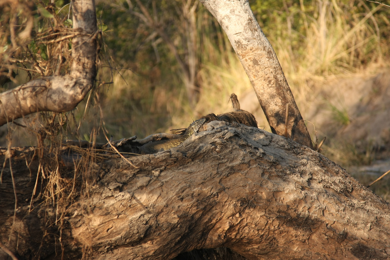 [28436] 2016_07_02_11_00_48_Africa_Canon_EOS_40D_IMG__12118.jpg