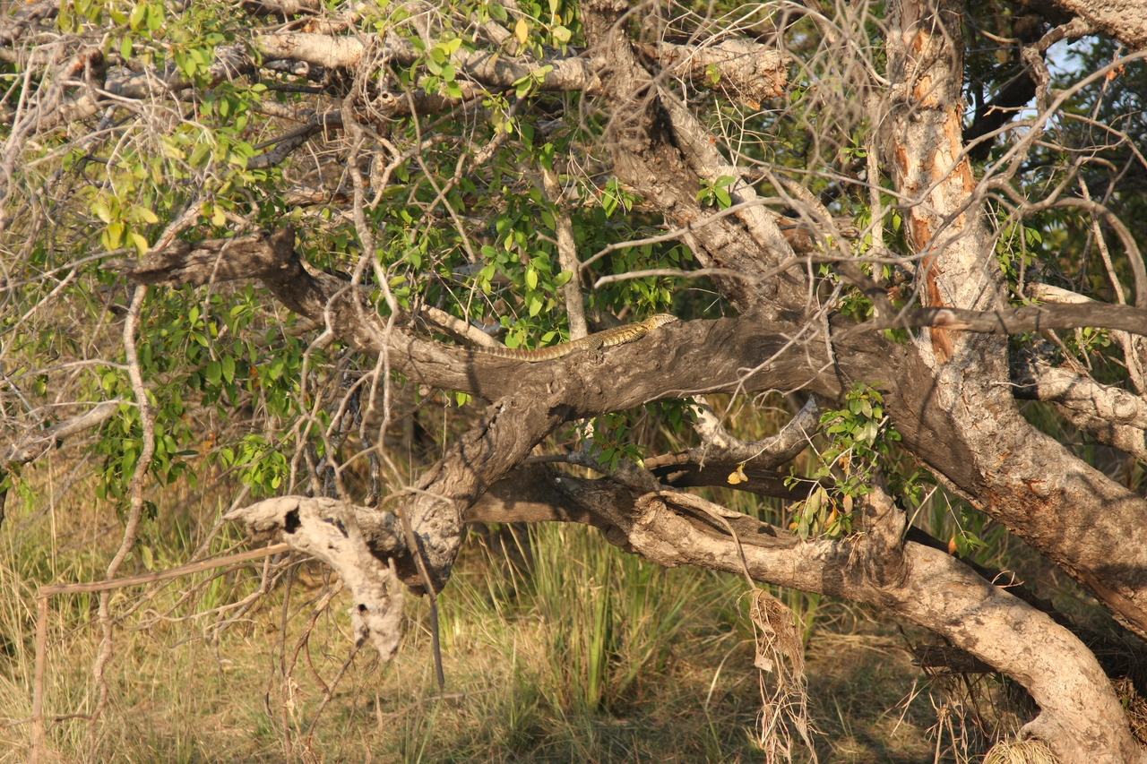 [28449] 2016_07_02_11_02_34_Africa_Canon_EOS_40D_IMG__00133.jpg