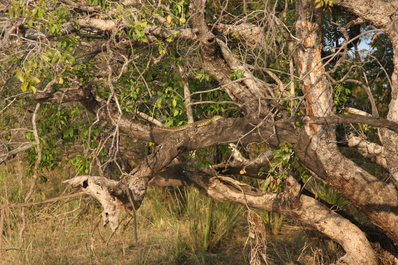 [28457] 2016_07_02_11_02_35_Africa_Canon_EOS_40D_IMG__12125.jpg