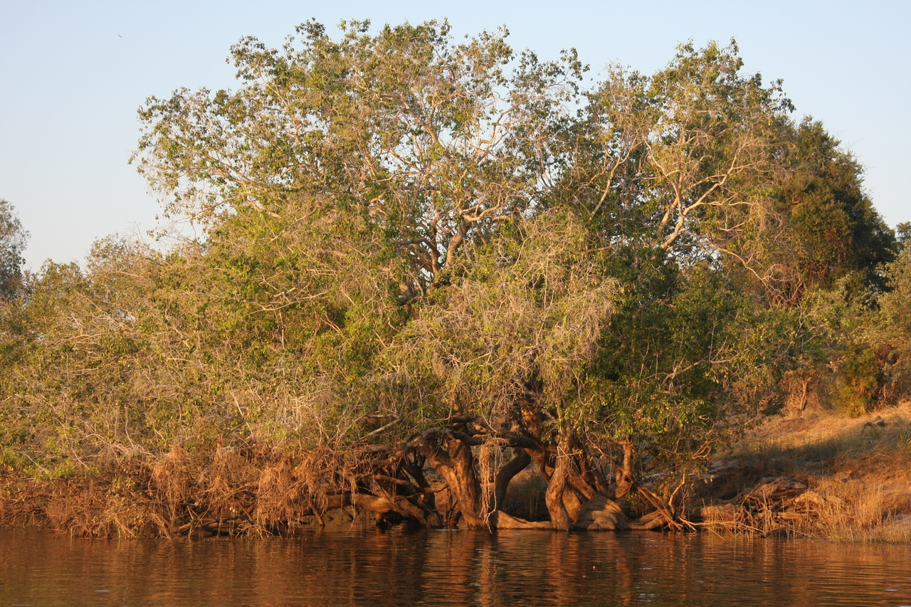 [28503] 2016_07_02_11_23_06_Africa_Canon_EOS_40D_IMG__00151.jpg