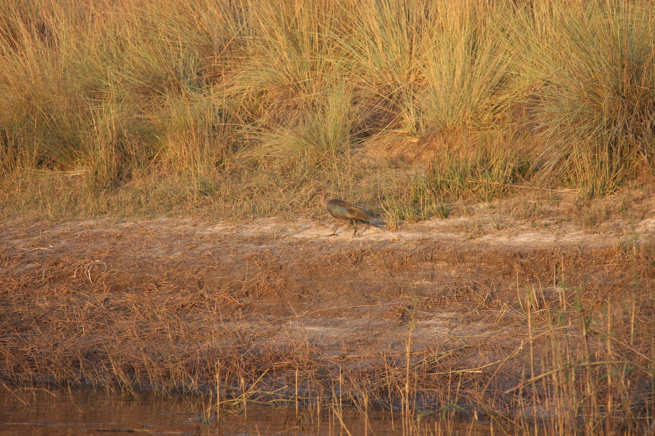 [28533] 2016_07_02_11_28_52_Africa_Canon_EOS_40D_IMG__04704.jpg