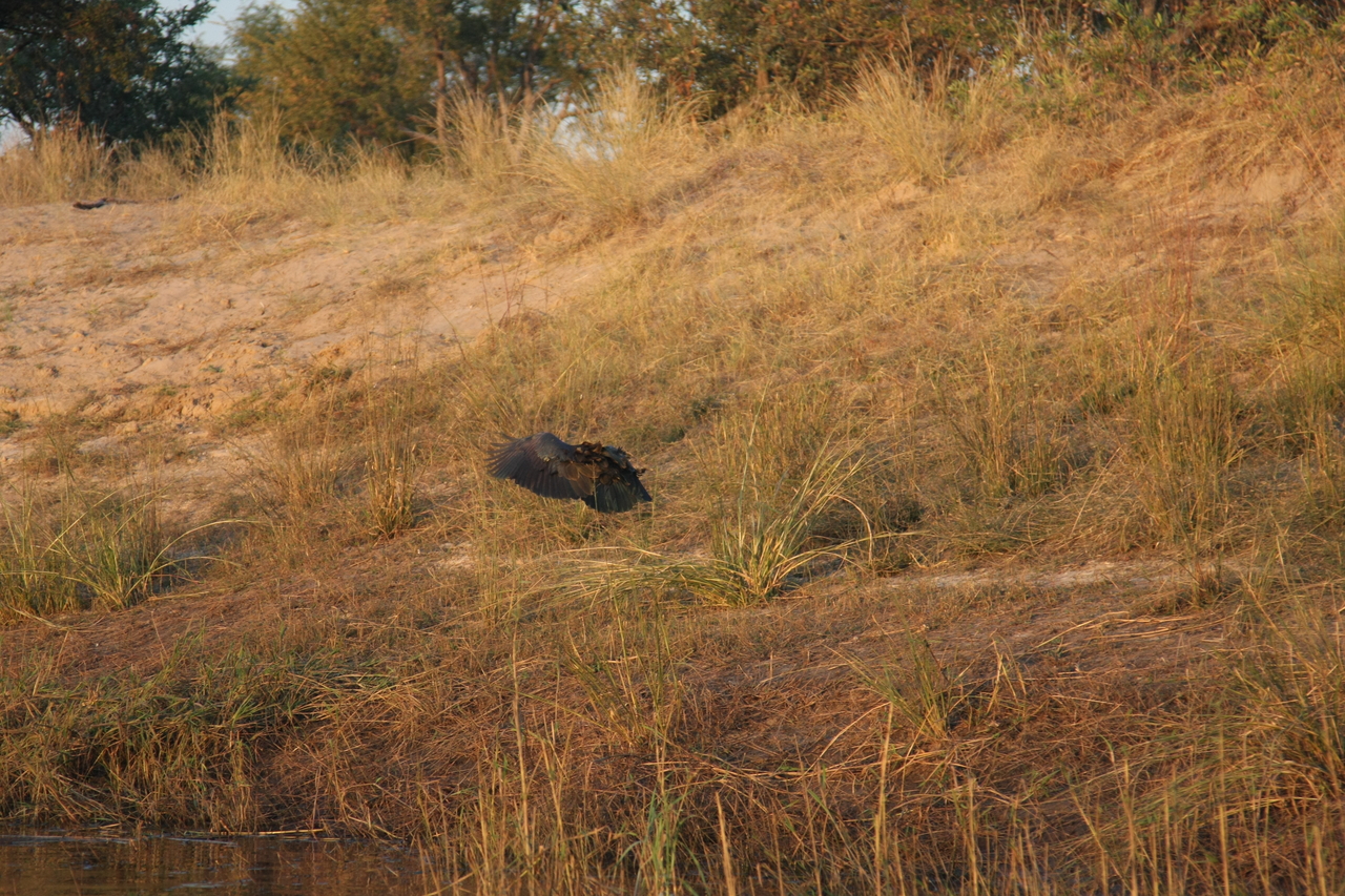 [28543] 2016_07_02_11_28_59_Africa_Canon_EOS_40D_IMG__04708.jpg