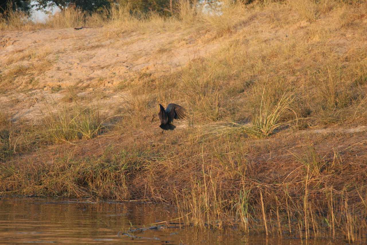 [28547] 2016_07_02_11_28_59_Africa_Canon_EOS_40D_IMG__12156.jpg