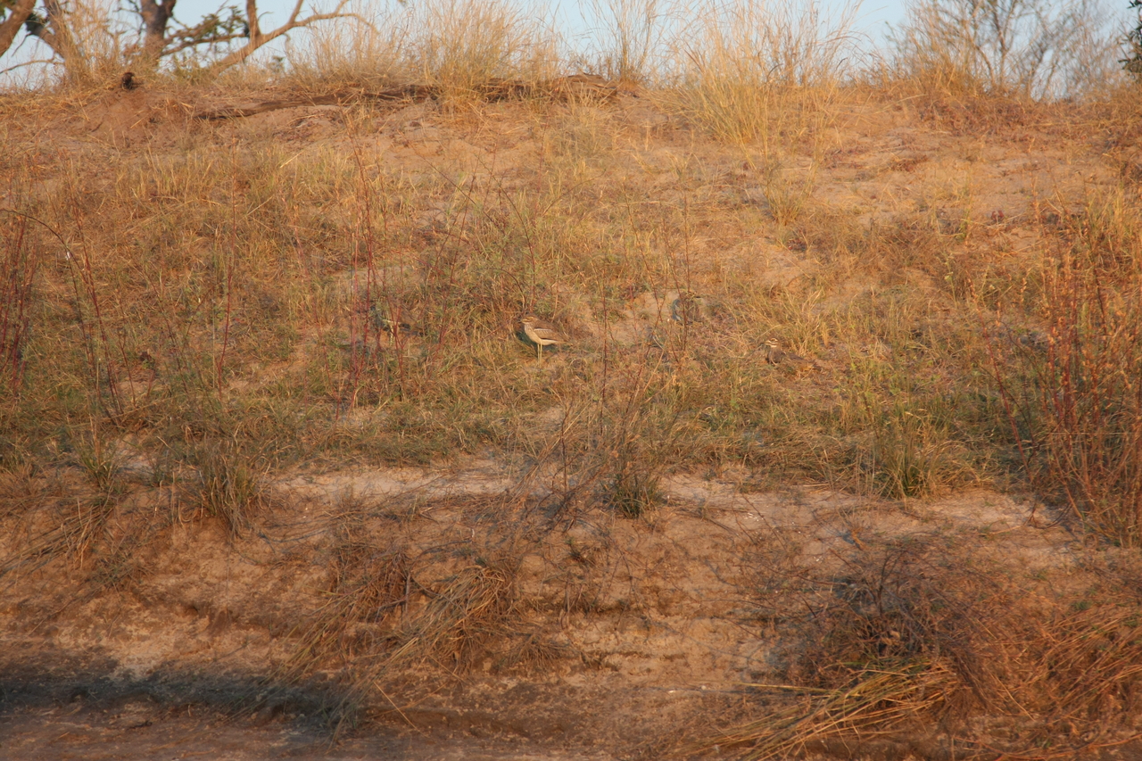 [28558] 2016_07_02_11_31_14_Africa_Canon_EOS_40D_IMG__00171.jpg