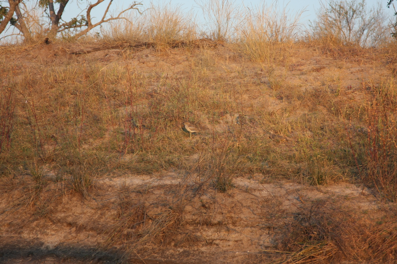 [28559] 2016_07_02_11_31_14_Africa_Canon_EOS_40D_IMG__04713.jpg