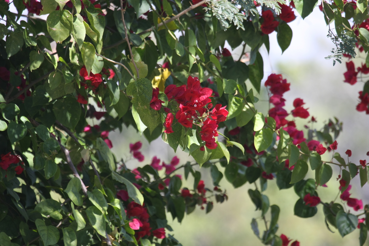 [32825] 2016_07_04_05_54_38_Africa_Canon_EOS_40D_IMG__05636.jpg