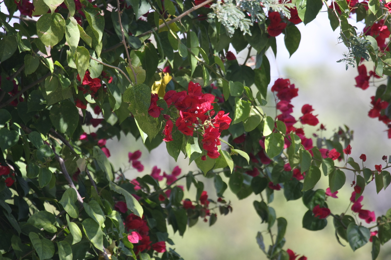 [32828] 2016_07_04_05_54_38_Africa_Canon_EOS_40D_IMG__13084.jpg