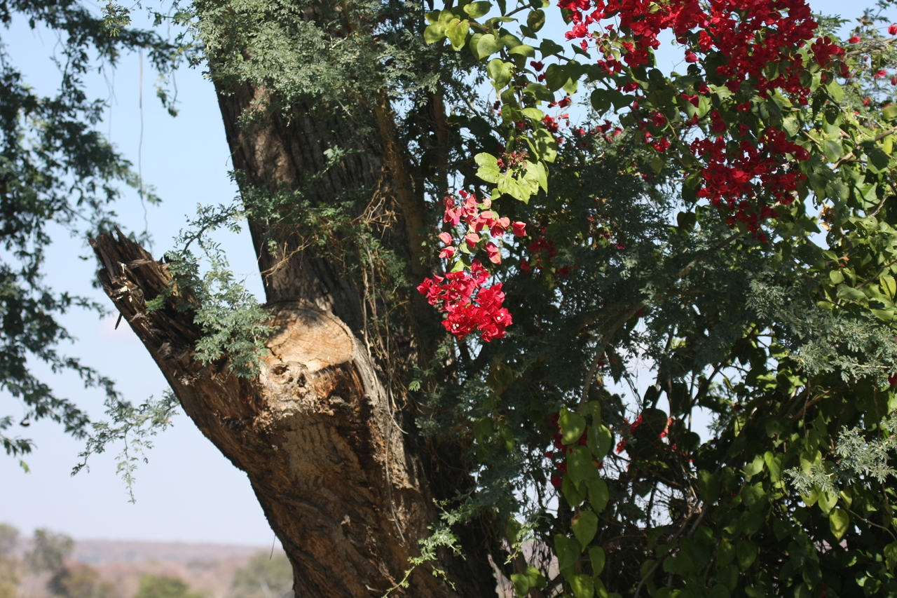 [32858] 2016_07_04_05_58_00_Africa_Canon_EOS_40D_IMG__05649.jpg