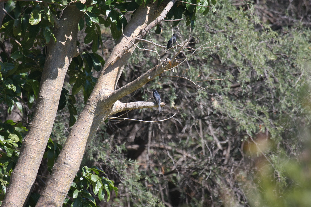 [32867] 2016_07_04_06_00_57_Africa_Canon_EOS_40D_IMG__05682.jpg