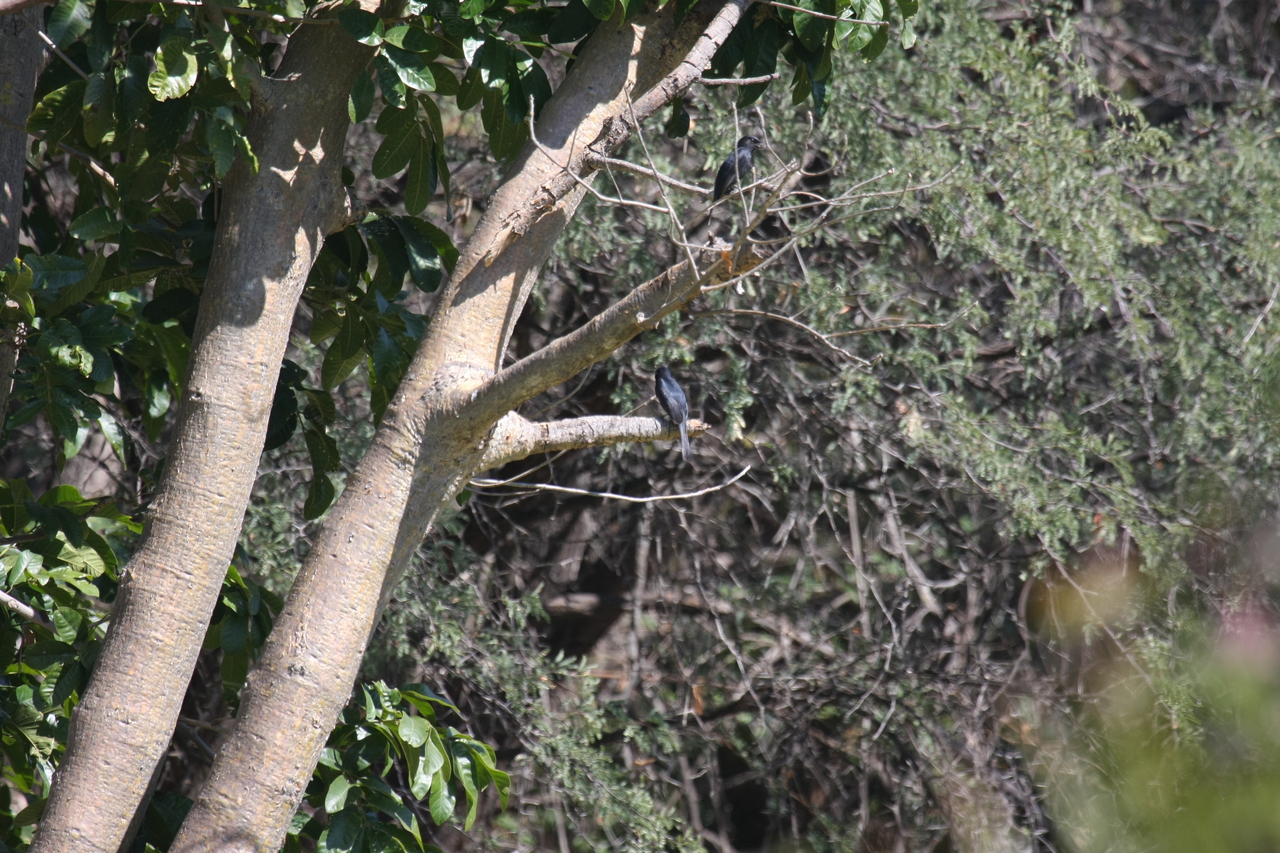 [32868] 2016_07_04_06_00_57_Africa_Canon_EOS_40D_IMG__05693.jpg