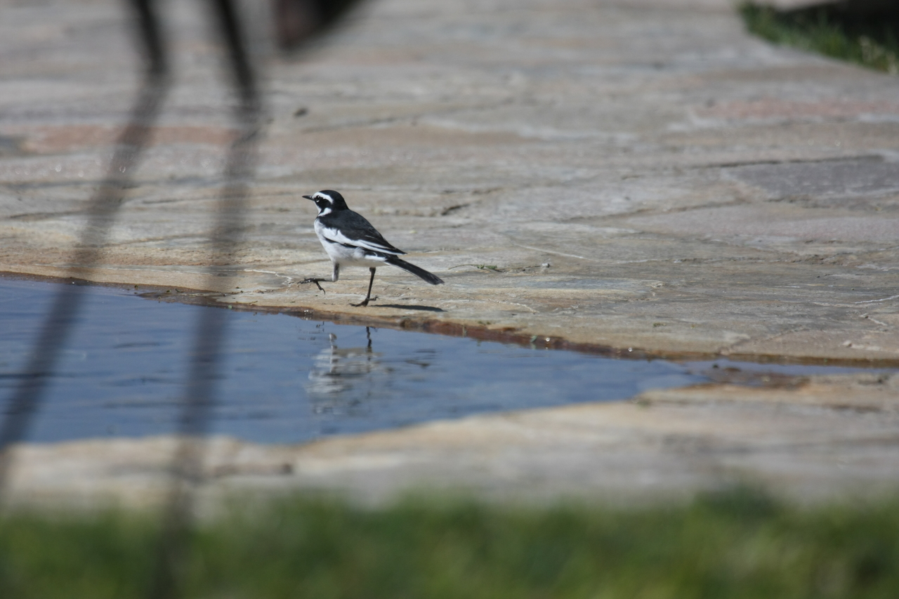 [32881] 2016_07_04_06_05_56_Africa_Canon_EOS_40D_IMG__13173.jpg