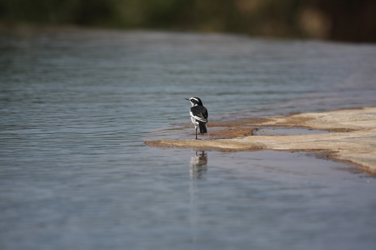 [32885] 2016_07_04_06_06_05_Africa_Canon_EOS_40D_IMG__05749.jpg