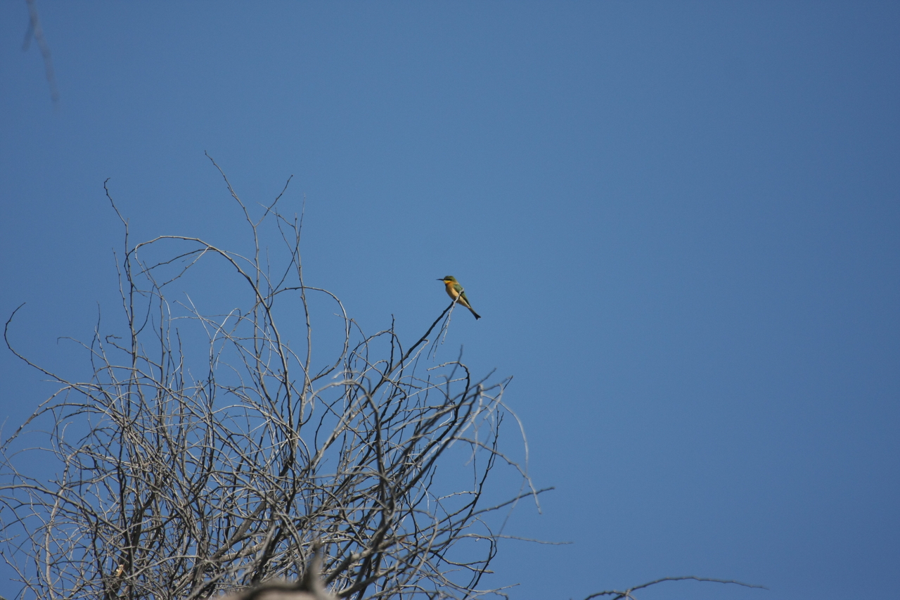 [33101] 2016_07_04_07_55_24_Africa_Canon_EOS_40D_IMG__00403.jpg