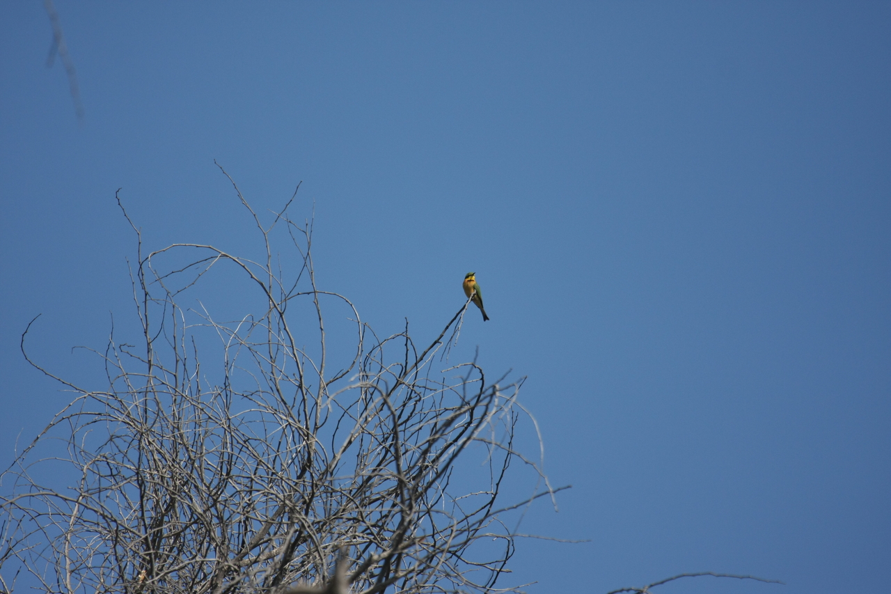 [33116] 2016_07_04_07_55_50_Africa_Canon_EOS_40D_IMG__13489.jpg