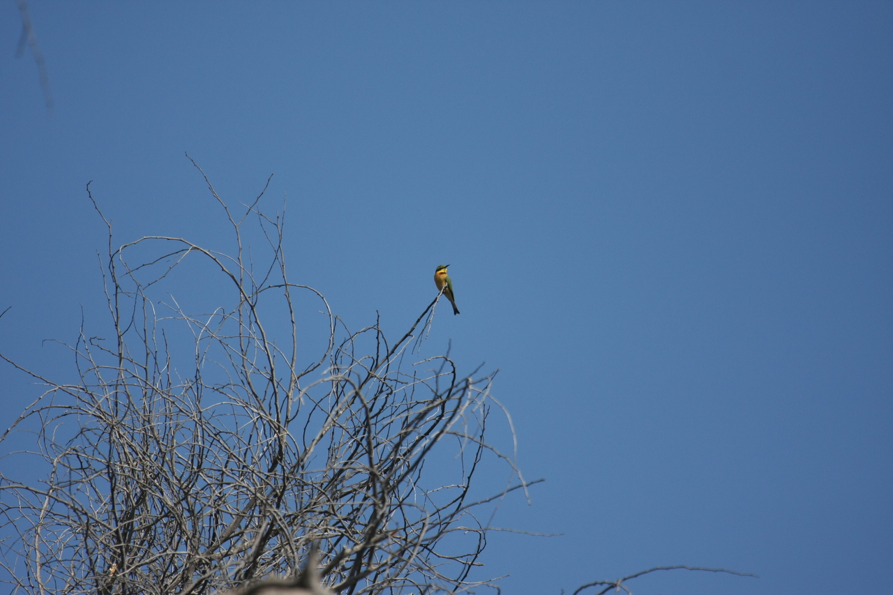 [33118] 2016_07_04_07_55_50_Africa_Canon_EOS_40D_IMG__13491.jpg